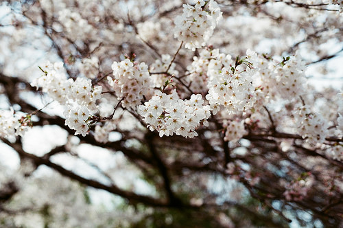 桜 / Sakura
